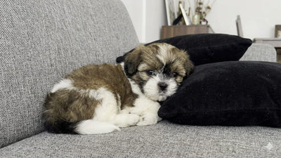 Shih Tzu