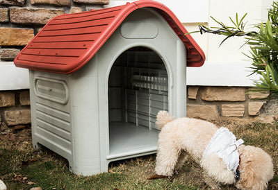 Las Mejores Casas para Perros en Puerto Rico (Guía 2026)