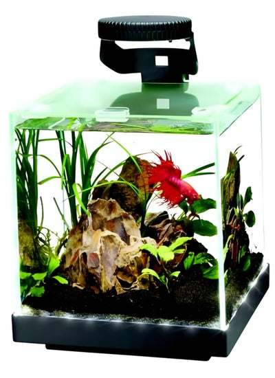 Pecera Elegante para Bettas
