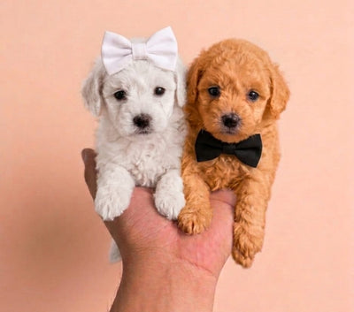 POODLE TOY