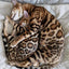 Bengal cat