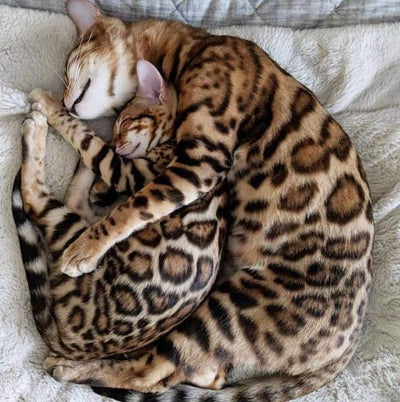Bengal cat