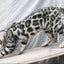 Bengal cat