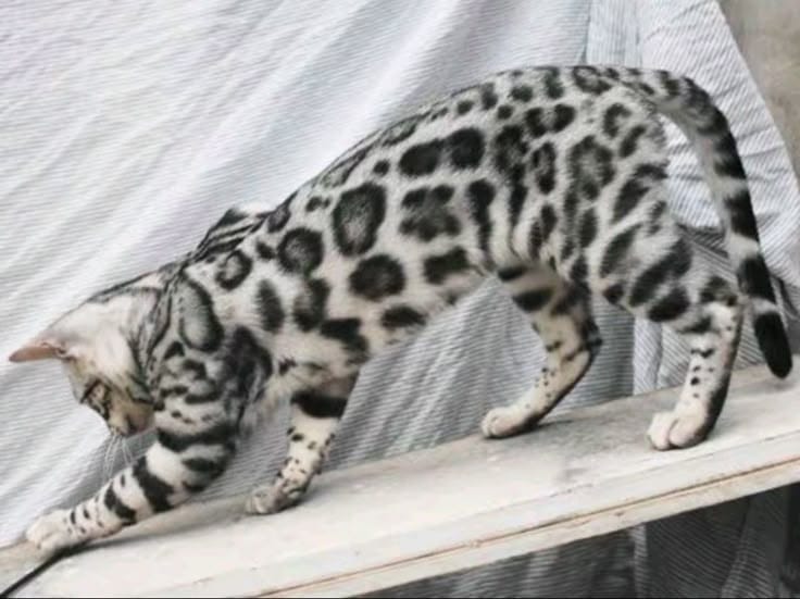 Bengal cat