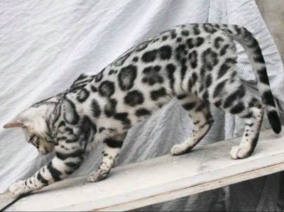 Bengal cat