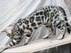 Bengal cat