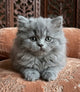 Doll-face Persian Cats
